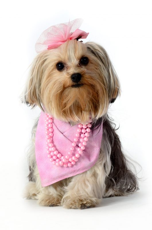 Outubro Rosa Pet Model Brasil